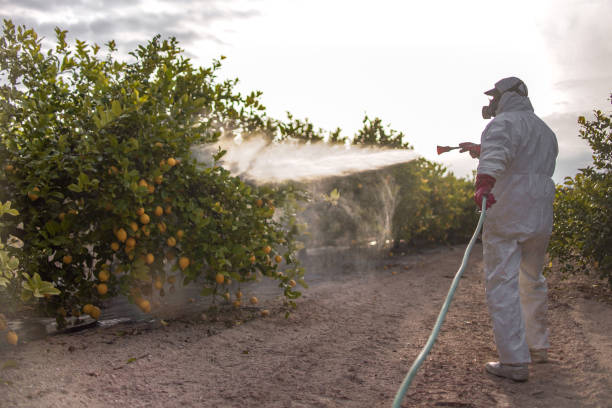 Best Pest Prevention Services  in Marillo, CA