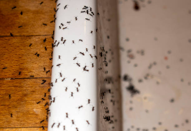 Best Wasp Removal Services  in Marillo, CA